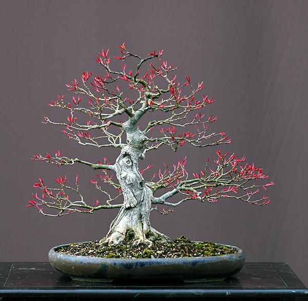 Jap. Bergahorn, Acer palmatum