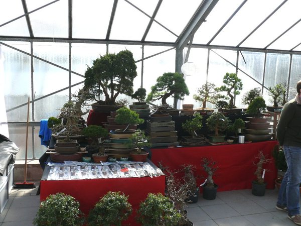 Yamadori Frank
