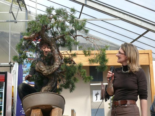 Für die Gestaltung der großen Kiefer auf dem hohen Tisch benutzte Taiga eine Trittleiter und stieg auf den Tisch