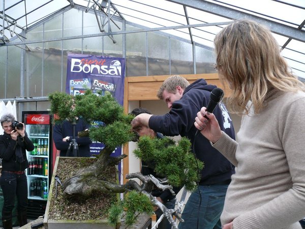 Um einen ca. 5 cm dicken Ast zu biegen, hilft Kollege Bjorholm mit. Taiga biegt den Ast und Bjorn zieht den Spanndraht an. Der Ast wurde nicht bandagiert, weil Taiga sagt, er hat dann mehr Gefühl dafür, was in dem Ast vorgeht. Als sich Längsrisse bilden, hört er auf zu biegen. Die Risse sind noch nicht gefährlich, zeigen aber an, dass mehr Biegung zurzeit nicht möglich ist