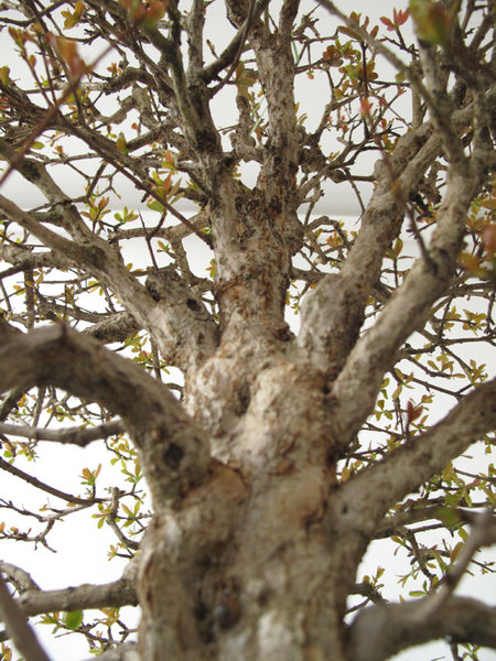 IMG_1733a..jpg