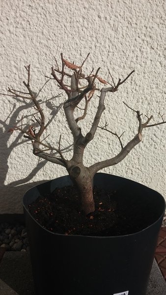 mögliche Rückseite