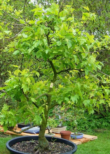 Mai 2010