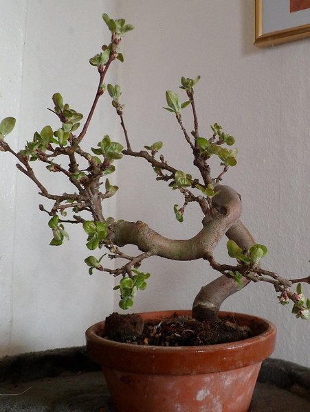bonsai 007a..jpg