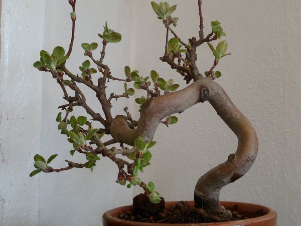 bonsai 008a..jpg