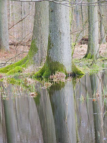 pond2.jpg
