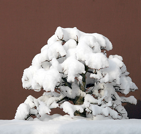 Dsc_3236v.jpg