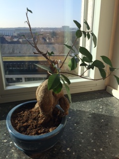 Baum der Kollegin