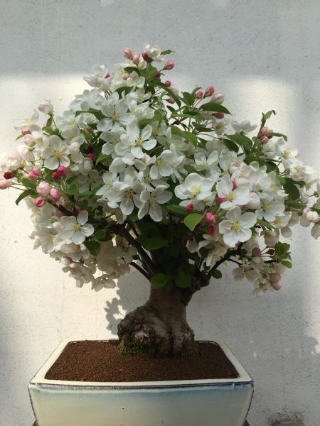 IMG_4555malus.jpg