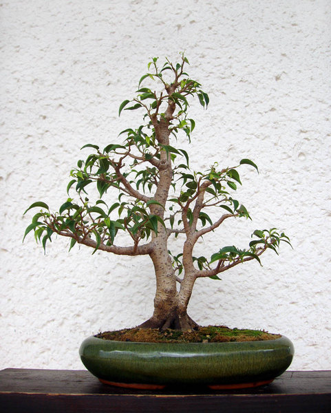 FicusB2_2015-01small.jpg