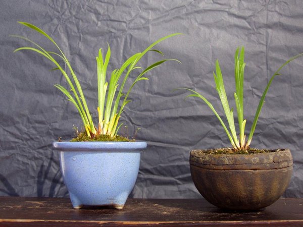 zwei Iris gracilipes haben schönes Laub entwickelt