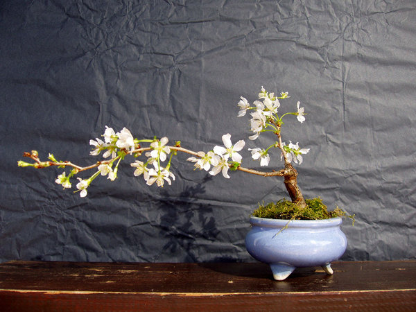 meine kleine Fuji-Kirsche Prunus incisa zeigt sich gerade von ihrer Schokoladenseite (weiße Schokolade!)