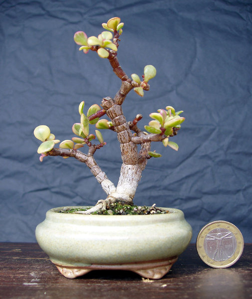 extra für Heiner: mein Mini-Jadebaum Portulacaria afra 'Variegata'