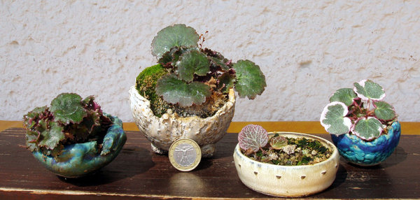 mein Sammlung der (vermeintlich) dreifarbigen Variante Saxifraga stolonifers 'Tricolor' - alles Kindel von der weißrandigen Variante, aber nur ein Pflänzchen hat den weißen Rand ausgebildet