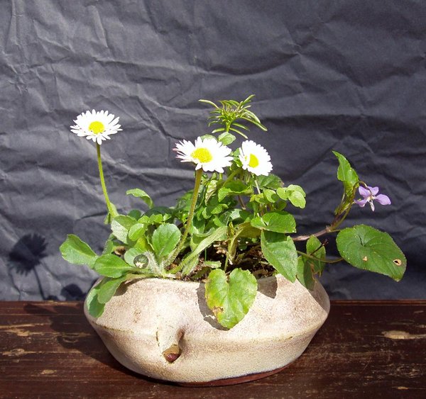 Kusamono in Blüte: Gänseblümchen und Hundsveilchen, die Unbekannte im Hintergrund hat sich als Wiesenschaumkraut entpuppt