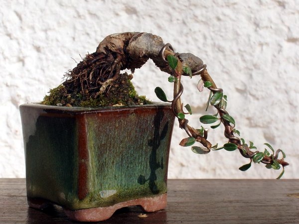 Mame-Cotoneaster
