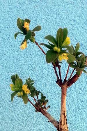 31birkenblattspiere4-15bluete-detail.jpg