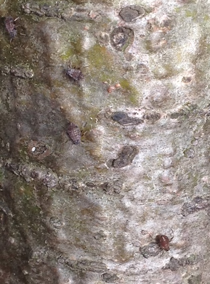 Schädlinge Gartenkiefer.jpg
