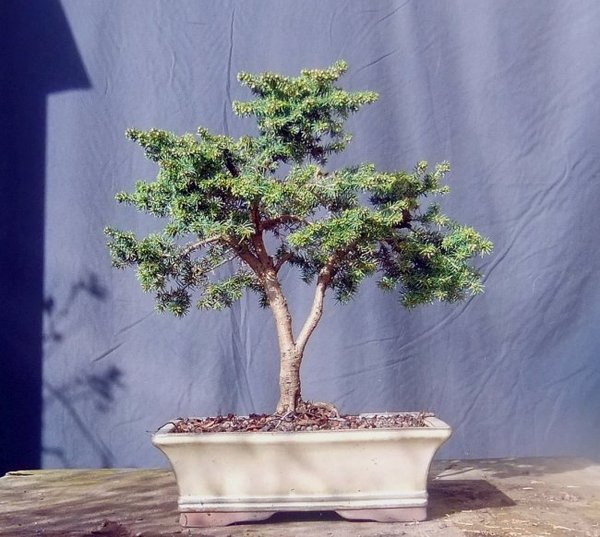 D007-April15-PiceaAbNidi.jpg