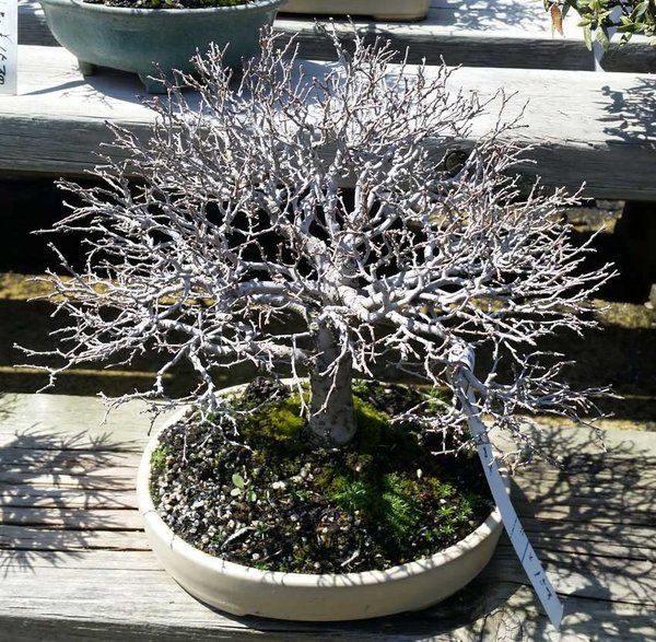 KIMIZelkova.jpg