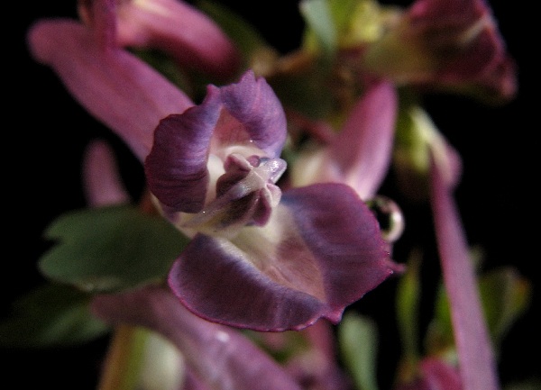 Corydalis flexuosa Blackberry Wine Blüte.jpg