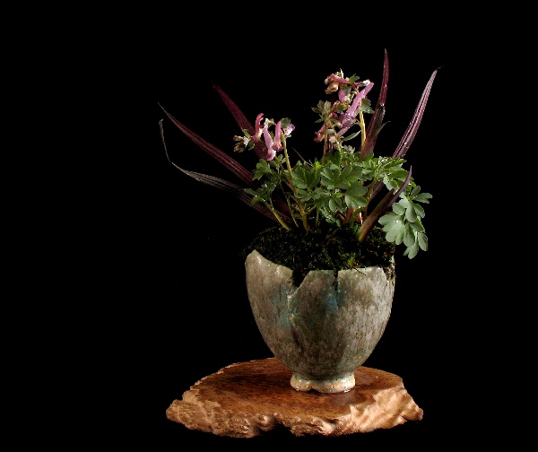 Corydalis- Binsenlilie1.jpg
