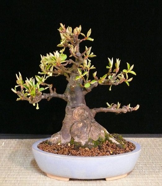 P1120799k.JPG