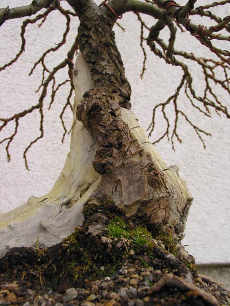 Die Lebensader der Salix
