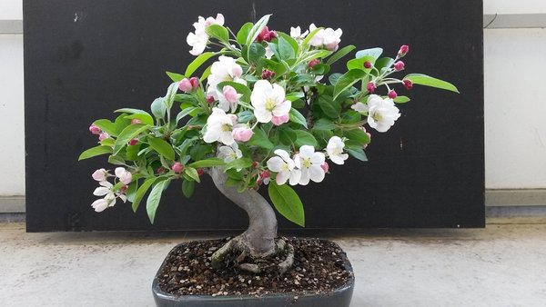 20150415_111453klein.jpg
