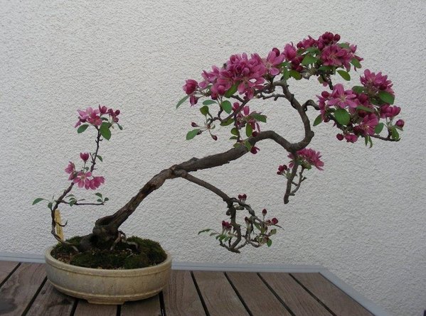 Zierapfel April 2015