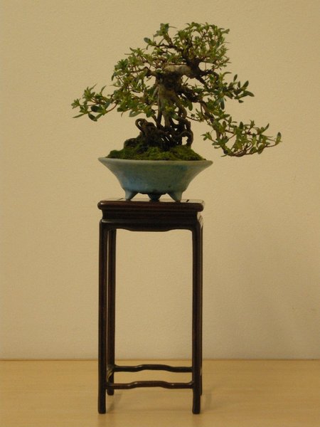 Shohin Azalee