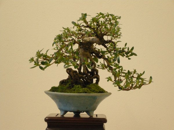 Shohin Azalee