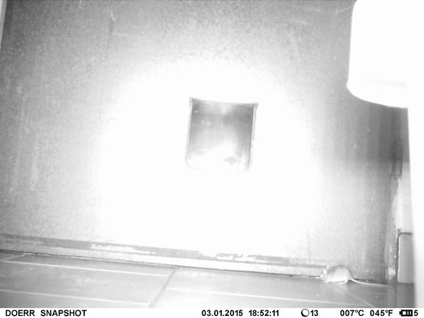 Maus im Keller. Das Teil in der Mitte ist die Katzenklappe