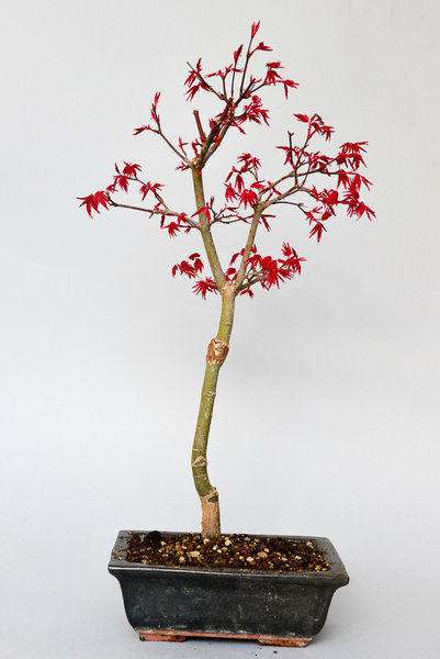 Acer palmatum Deshojo 43cm