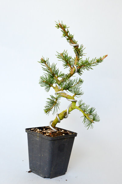 Cedrus Atlantica Glauca, neu von Enger 25cm