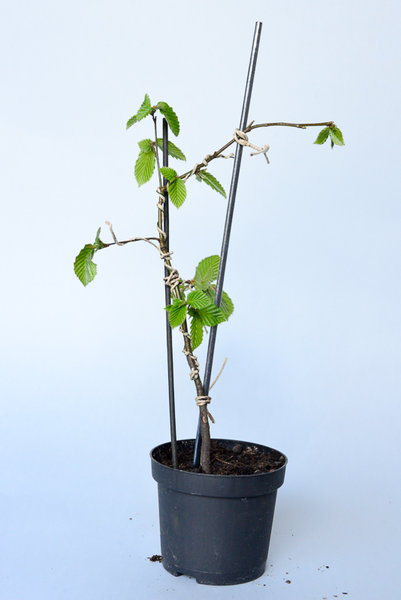 Carpinus betulus 21cm