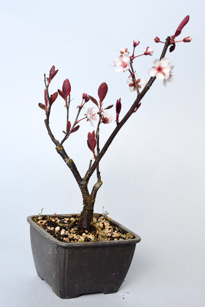 prunus cistena, neu von Enger, 20cm