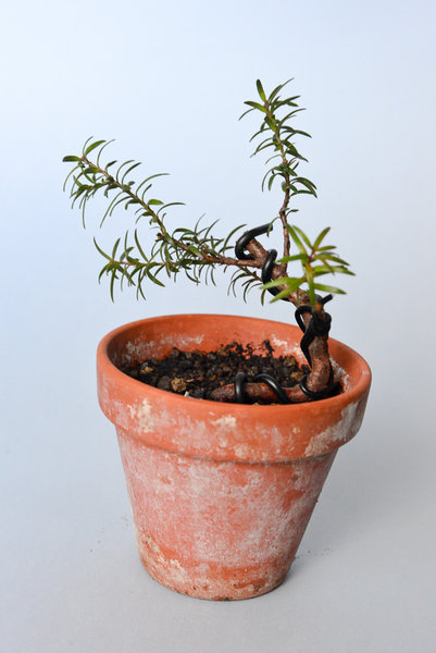 Taxus Baccata 1, 7cm