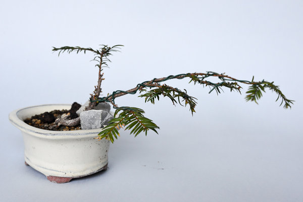 Taxus Baccata 2, 8cm hoch 26 lang