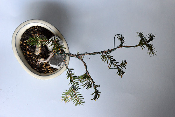 Taxus Baccata 2, 8cm hoch 26 lang