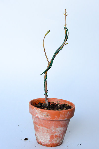 Acer campestre 21cm der Ast wird noch gedrahtet