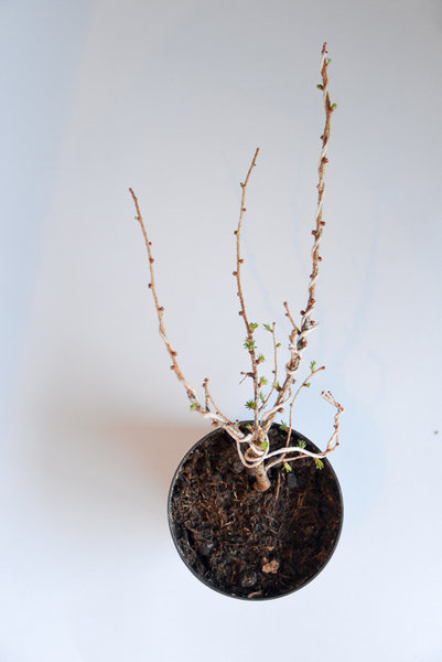 larix decidua Höhe 6cm, Länge 21cm