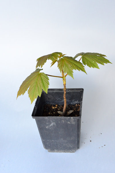 Acer pseudoplatanus 14cm - wird wohl wieder ausgewildert