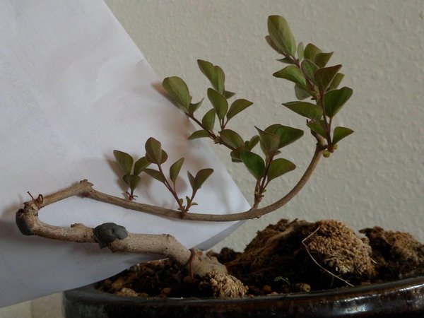 mit weißen Blatt abgedeckt
