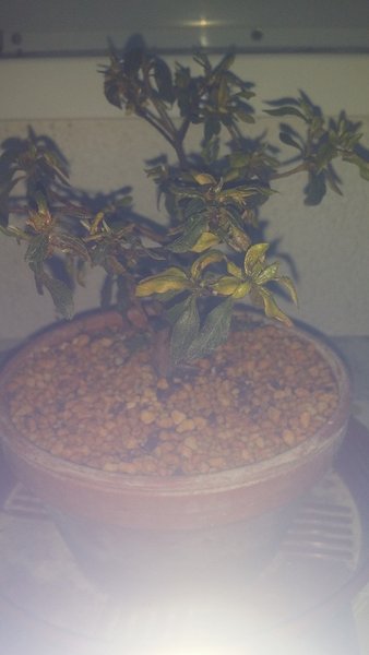 20150417_202940.jpg