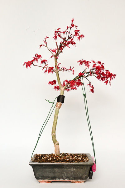 DSC_3970.jpg