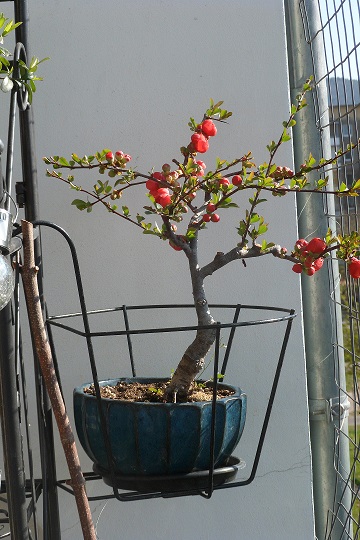 Frühlingsbonsai 005a.jpg