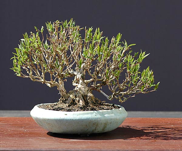 Deutzia, Deutzia Shohin