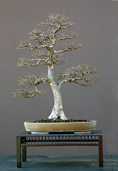Chinesische Ulme, Ulmus parvifolia