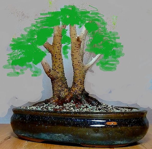 mehrstammficus (Copy).jpg